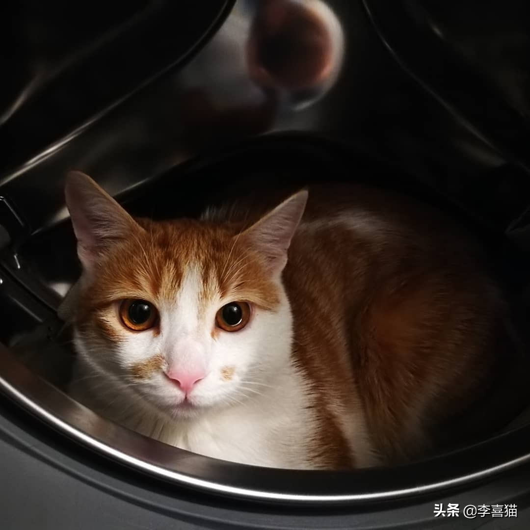 猫咪犯错是怎么打才能让猫意识到,猫咪不听话打它哪里比较合适