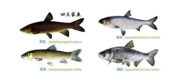 鱼类的繁殖技术,人工繁殖鱼最新技术