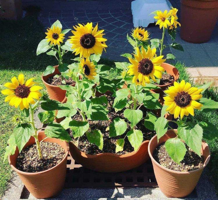 让向日葵长矮的方法是什么,让向日葵快速开花