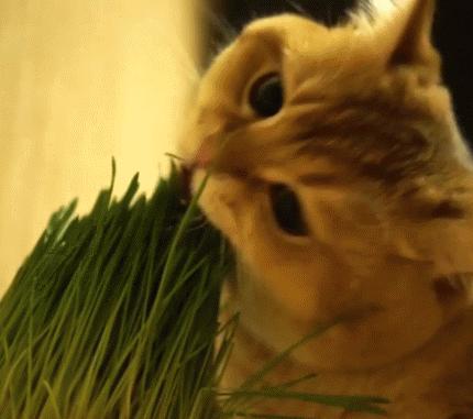 猫出去外面吃草还需要吃猫草吗,猫为什么会吃草猫草都有哪些种类