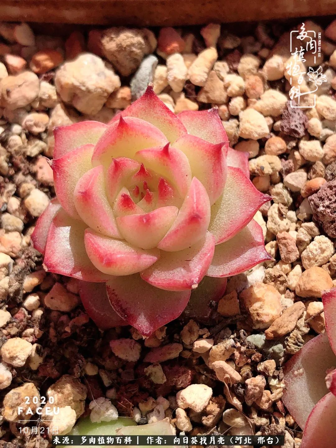 耐高温适合露养的多肉,冬日的露养多肉