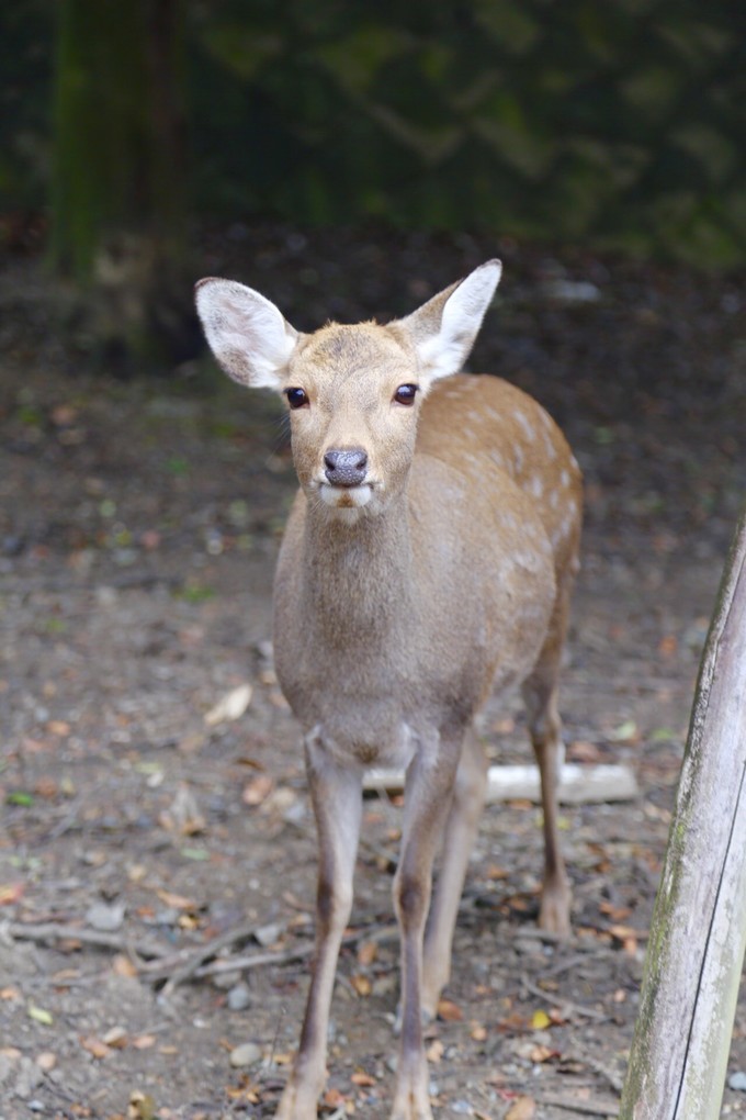 日本京都枫叶季旅游攻略,日本关西赏枫旅游攻略