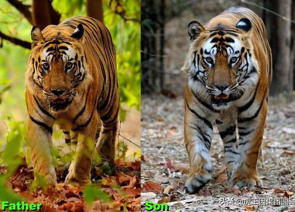 巴梅拉雄虎,传奇虎王战斗视频