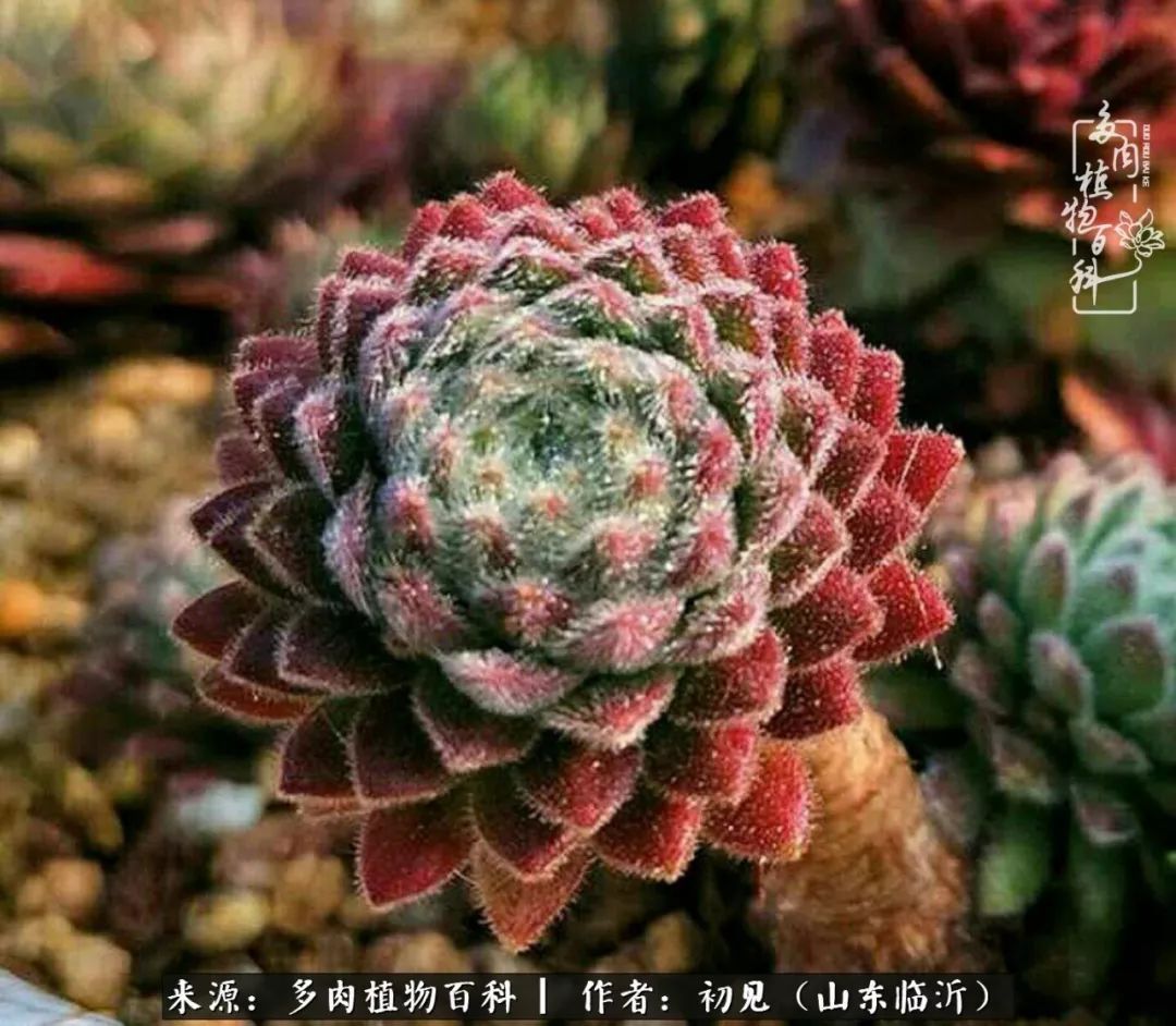 四季颜值在线的多肉,多肉的每一天