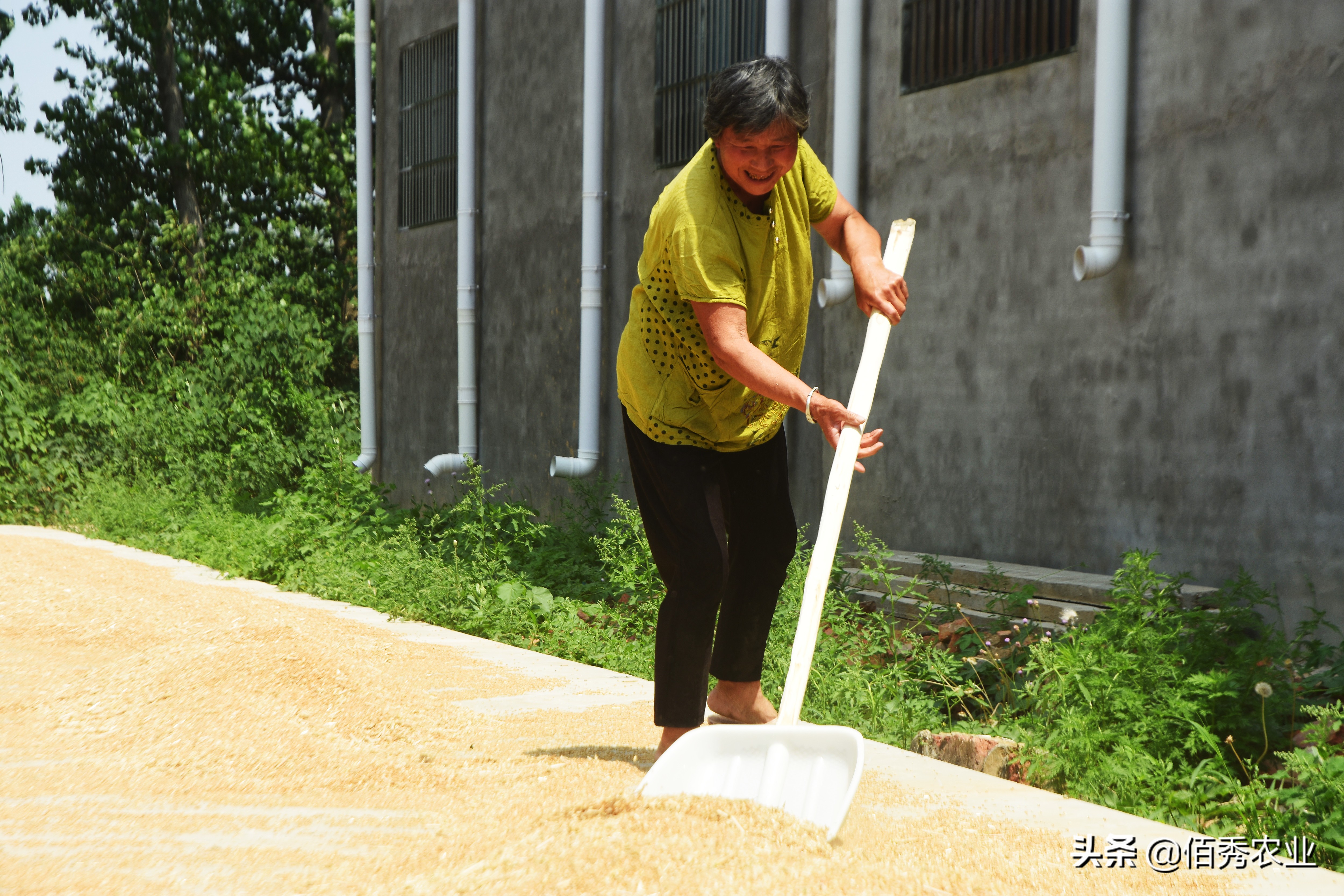 小麦田间杂草如何防治,小麦常见病防治方案
