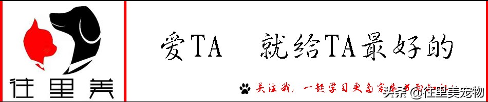 犬疱疹病毒什么症状,单纯疱疹病毒感染有什么症状