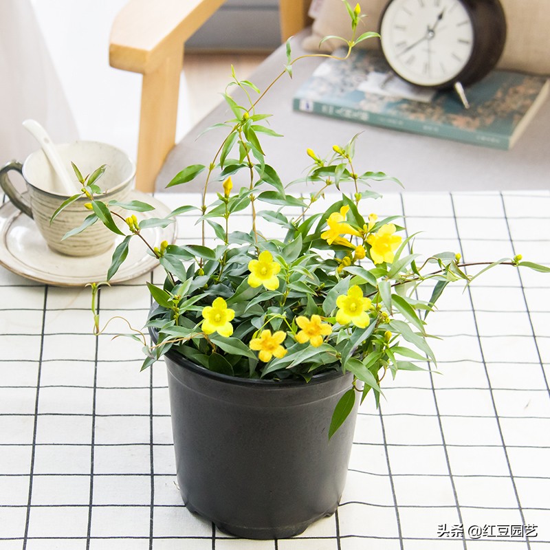 法国香水茉莉爬藤盆栽怎样栽种,香水茉莉花苞