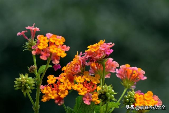 五色梅叶子枯黄,五色梅的叶子刚长出来时是浅绿色