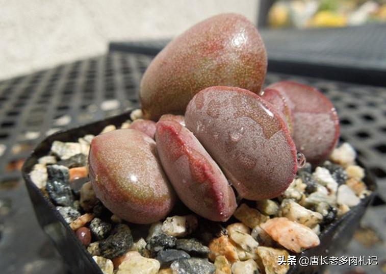 圆盆可爱玫瑰多肉,多肉小汤圆怎么繁殖下一代