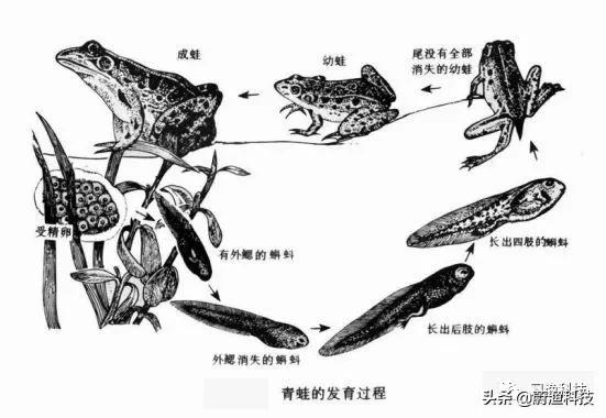 养殖黑斑蛙变态蝌蚪苗很小怎么办,黑斑蛙蝌蚪多少天发育成绿豆大小