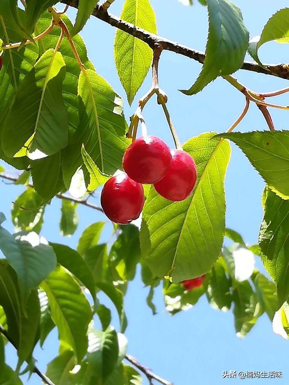 樱桃吃不完冷冻,樱桃吃不完怕烂怎么办