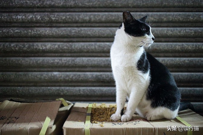 转角遇到猫探店,转角遇到猫打卡