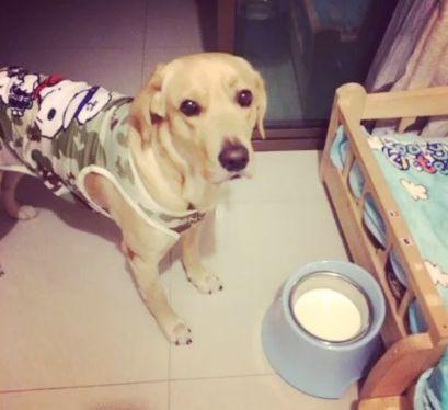 狗狗有必要喝羊奶粉吗,狗狗喝羊奶粉好还是羊奶好