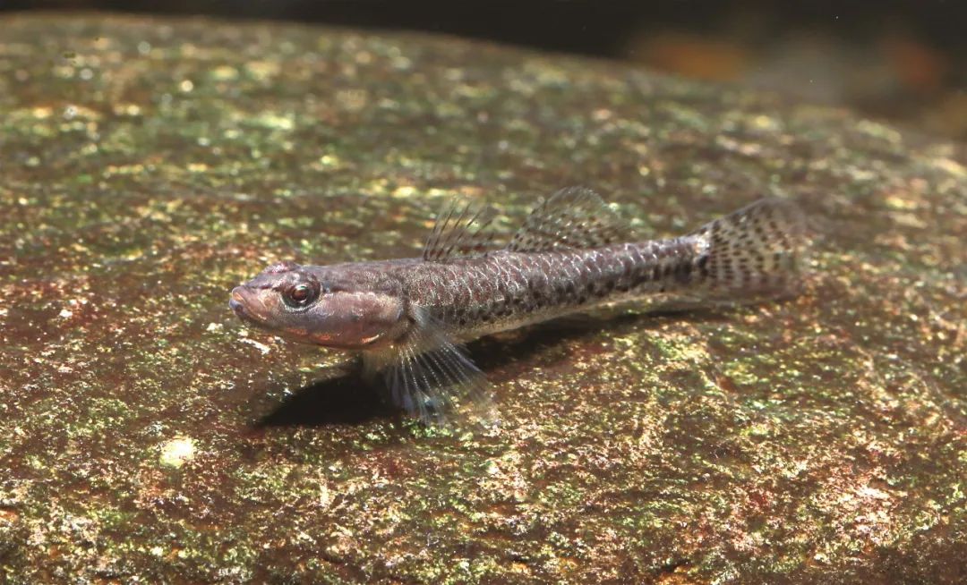 各种淡水鱼你认识吗,淡水鱼的种类你认识几种