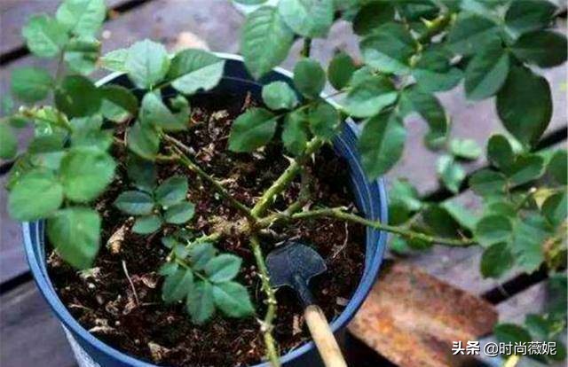 养花营养土小妙招,盆栽养花一定要用营养土