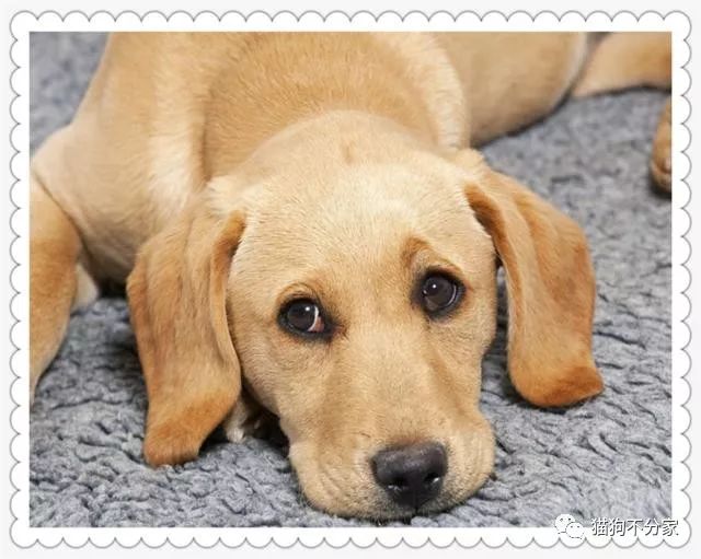 神经性犬瘟热初期症状,狗狗犬瘟热呼吸急促