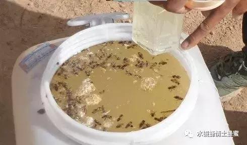 什么叫土蜂蜜和意蜂蜜,啥是土蜂蜜