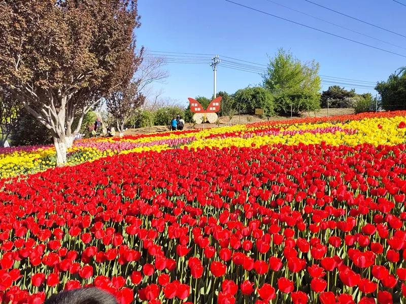 双流空港花田十月份有什么活动,双流空港花田赏花