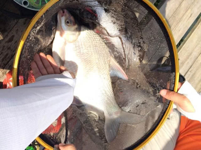 鲜嫩入味的清蒸鱼,肉质紧实的清蒸鱼有哪些