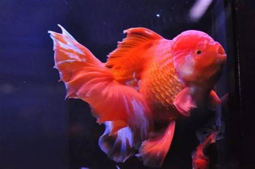 新手养金鱼哪种金鱼最好养,金鱼种类和饲养难度