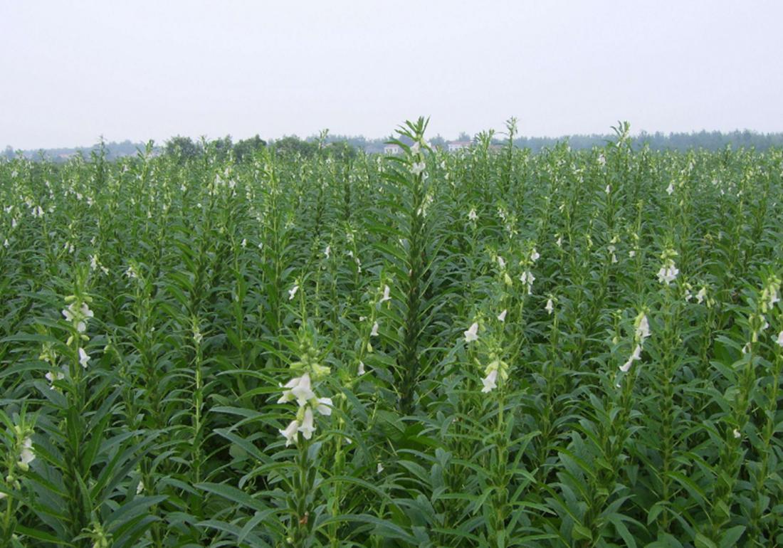 芝麻种植技术和收割方法,芝麻能重茬种植吗