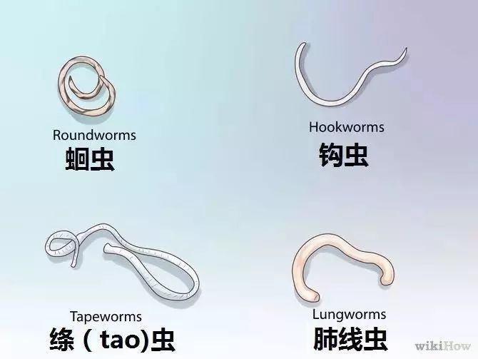 给宠物驱虫,给猫咪体外驱虫怎么驱虫