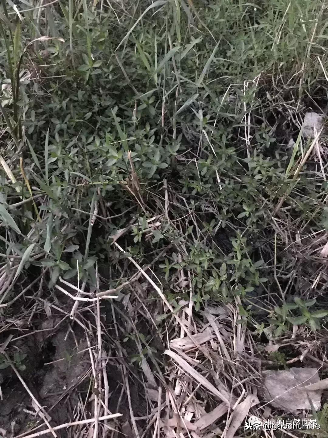 草龟难养,养草龟笔记