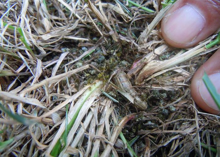 四月份园林植物病虫害防治,五月份园林病虫害防治科普百科