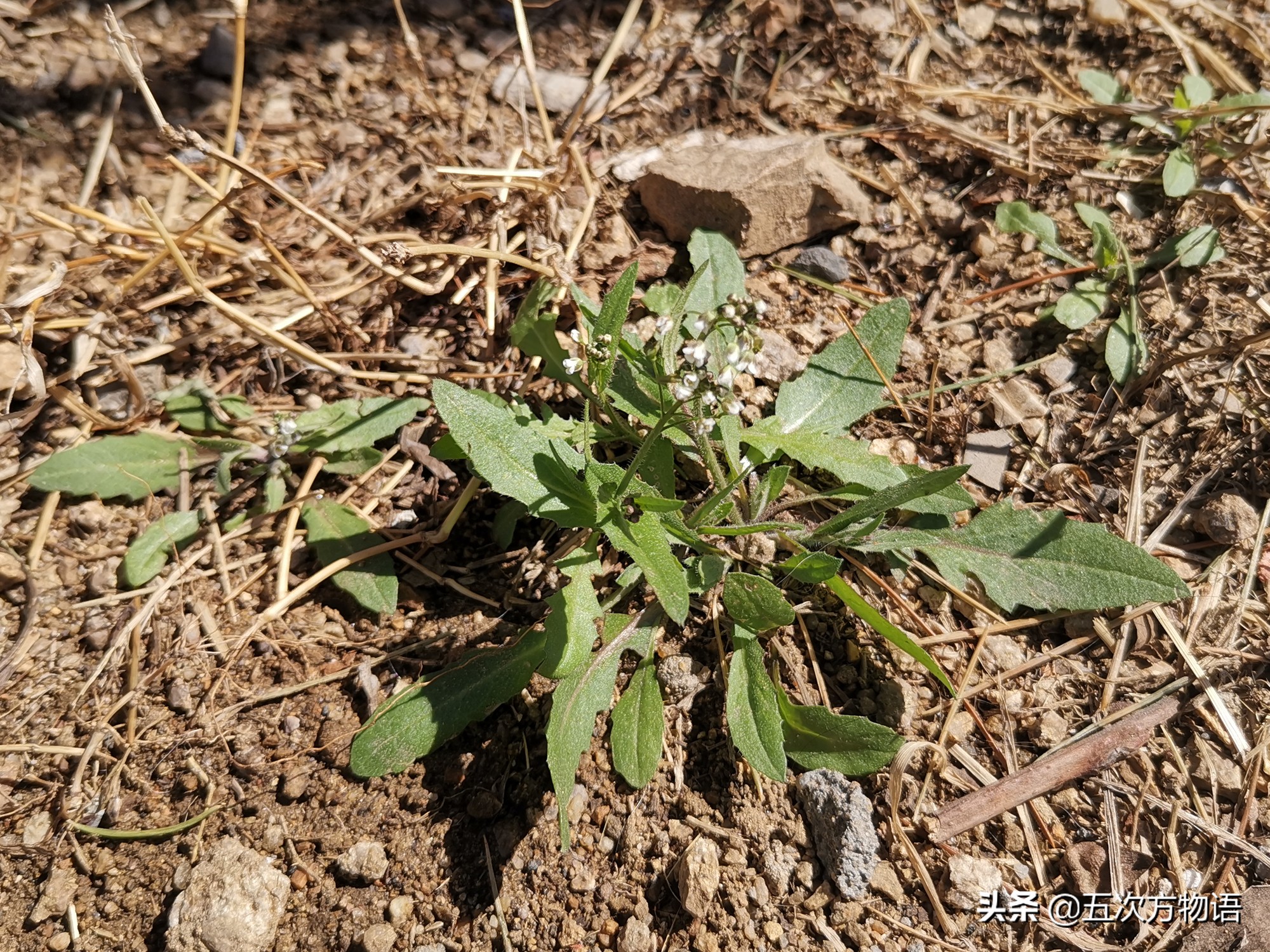 什么是荠菜荠菜长什么样,荠菜属于什么目