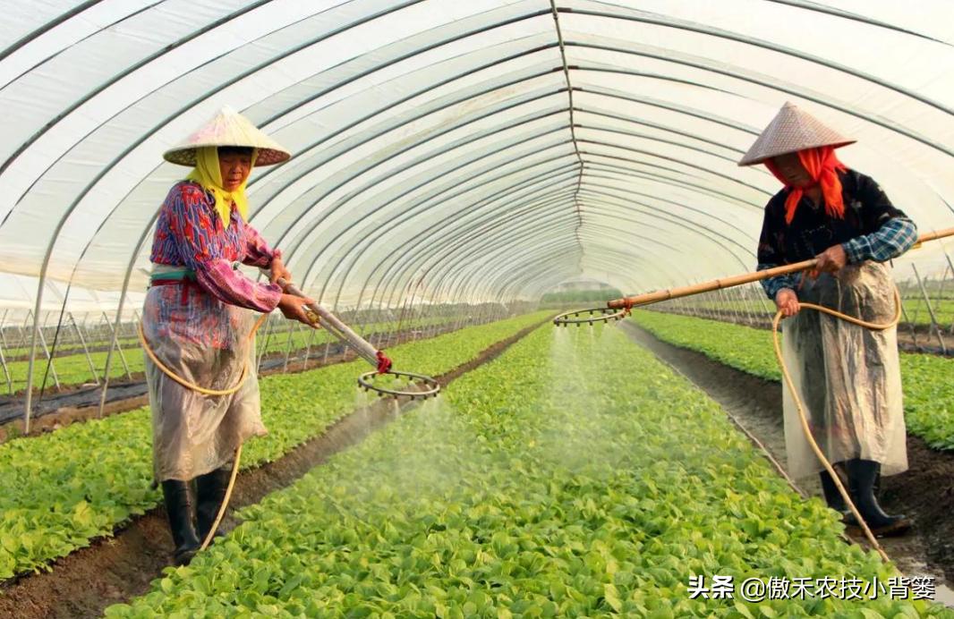 蔬菜怎样彻底清除农药残留,蔬菜有点农药残留怎么能洗掉