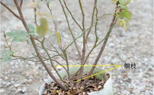 地栽月季冬季修剪时间和方法,藤本月季冬季修剪要不要剪顶端