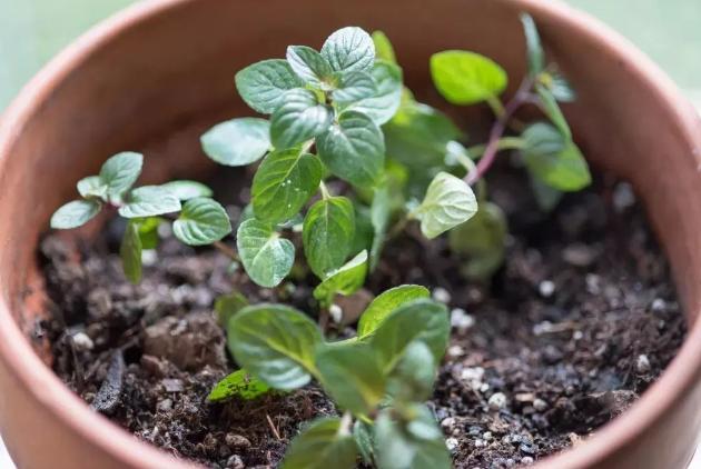 好养的水陆盆栽植物,适合茶盘养的植物