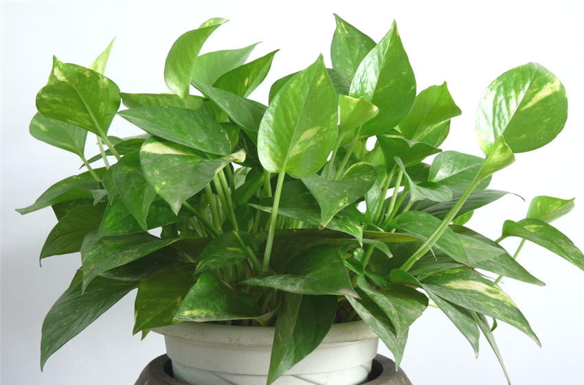 冻的绿萝怎么返青,绿萝返青喷雾