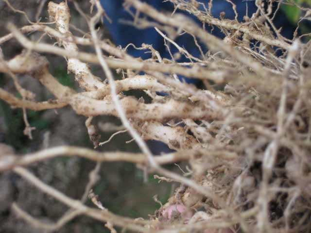 刚买的桂花叶子枯萎怎么挽救,如何挽救落叶的桂花