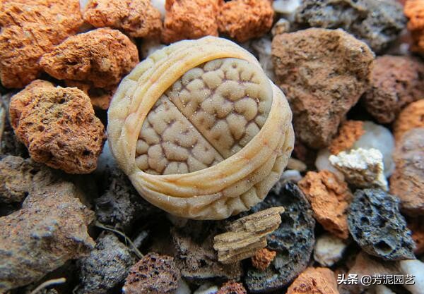 屁股花脱皮怎么处理,屁股花脱皮可以将皮撕掉吗