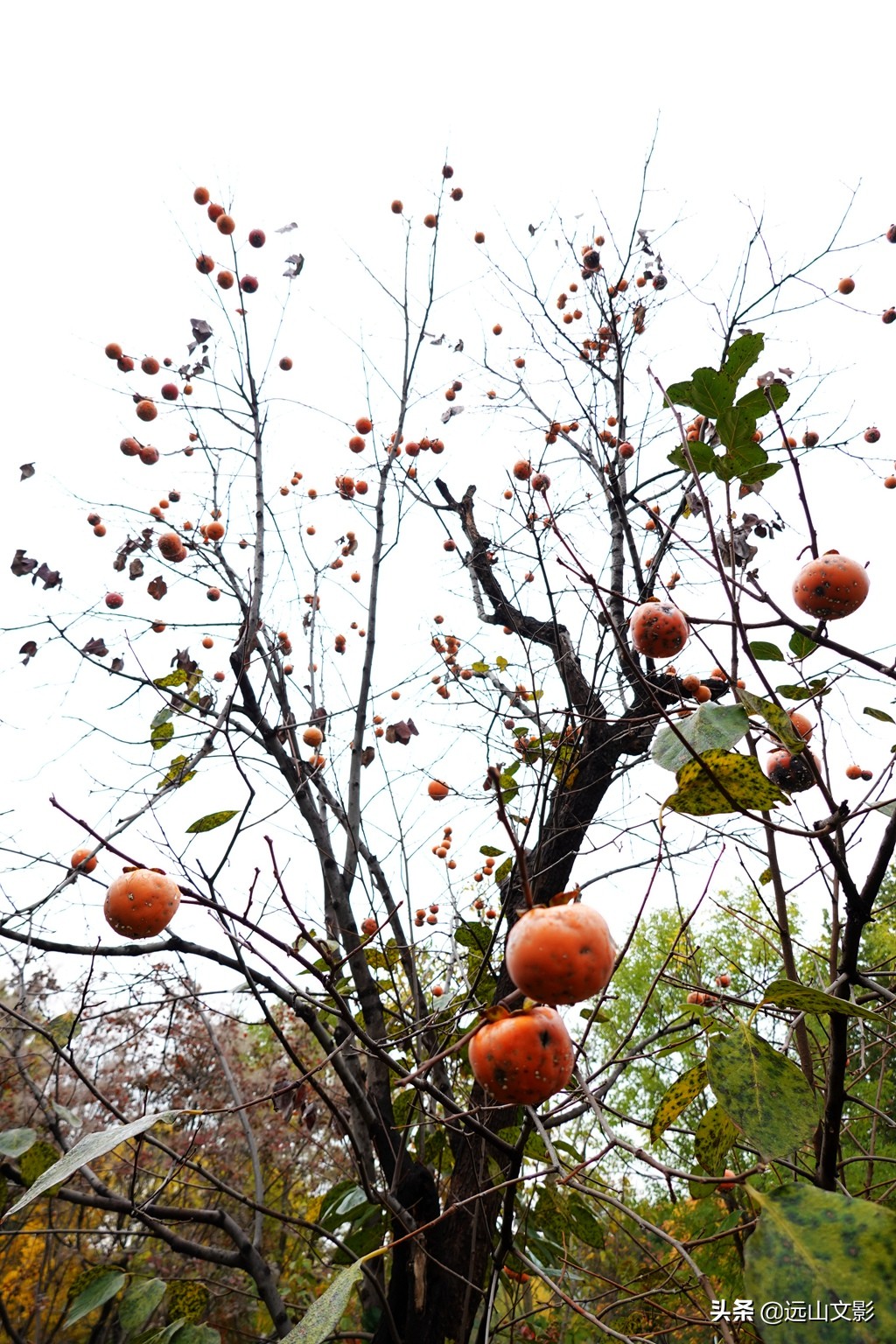 索尼黑卡二怎么拍,索尼黑卡2大光圈拍视频