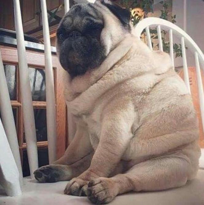 宠物肥胖症怎么治疗,宠物肥胖带来的健康问题