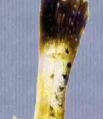 水产镜检虫图片,水产养殖常见虫类图