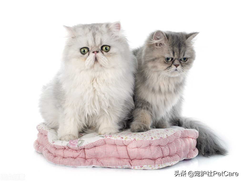 宠物医生教去除宠物尿味,宠物医生教你除狗狗口臭