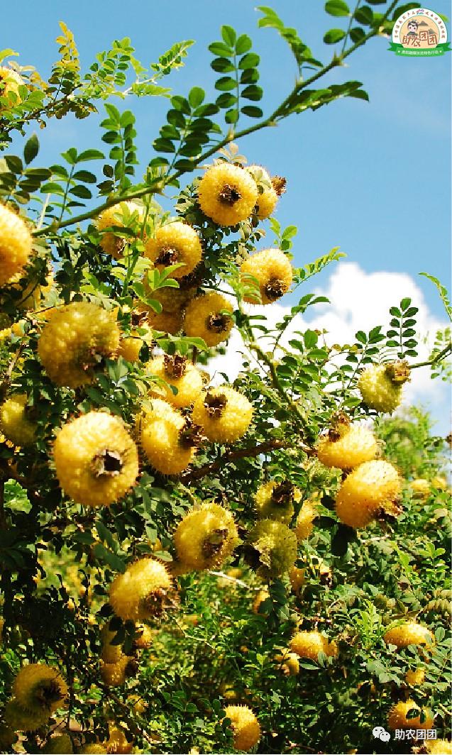 助农团团最新视频,助农团团印江