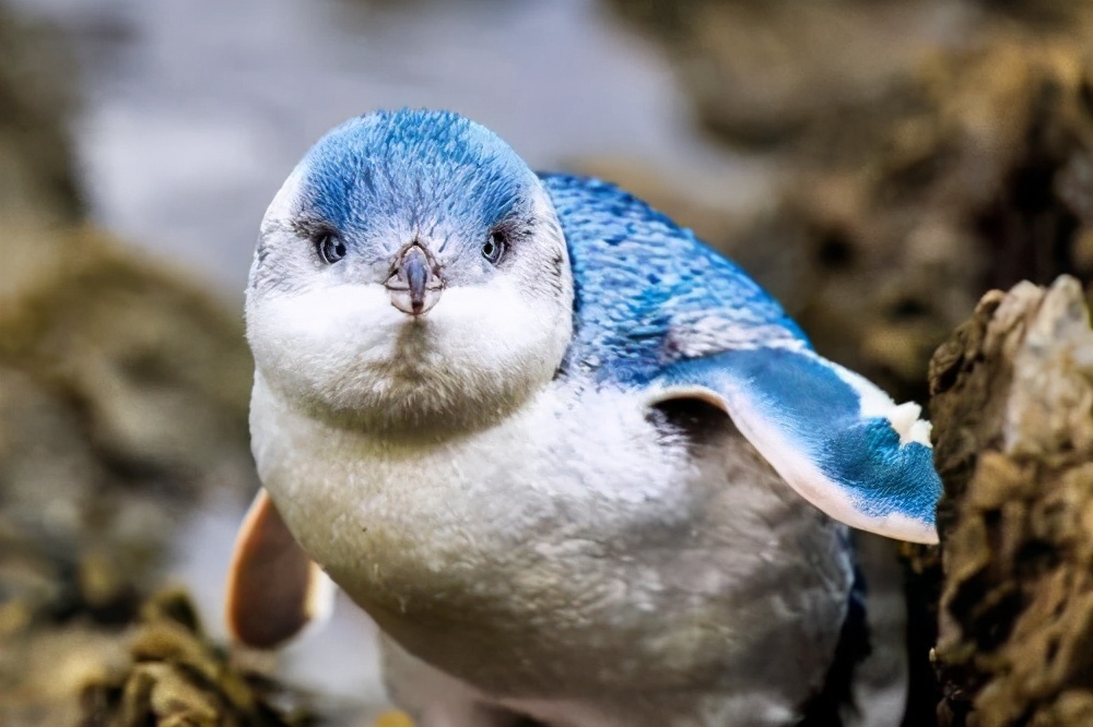 你不知道的新西兰冷知识,新西兰你不知道的冷知识