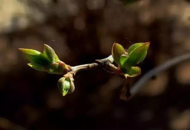 造型极美的盆景一起来欣赏,一组风吹出来的盆景欣赏动感十足