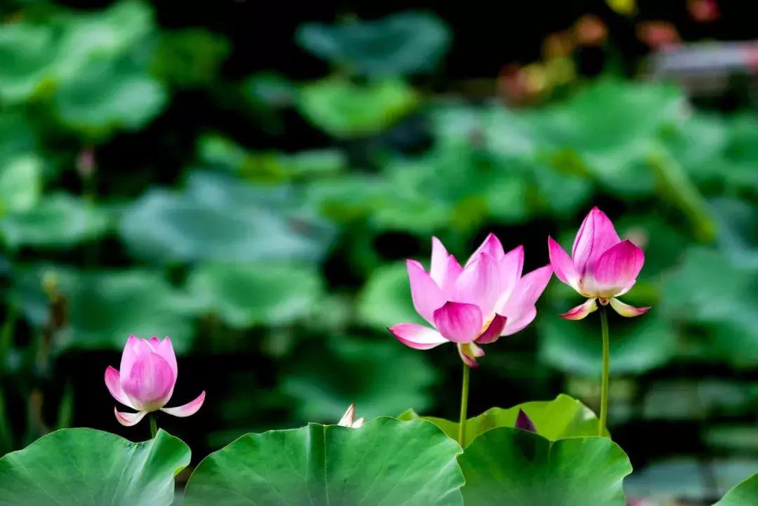 一首赞美荷花的小诗现代诗,100首荷花诗句赞美荷叶
