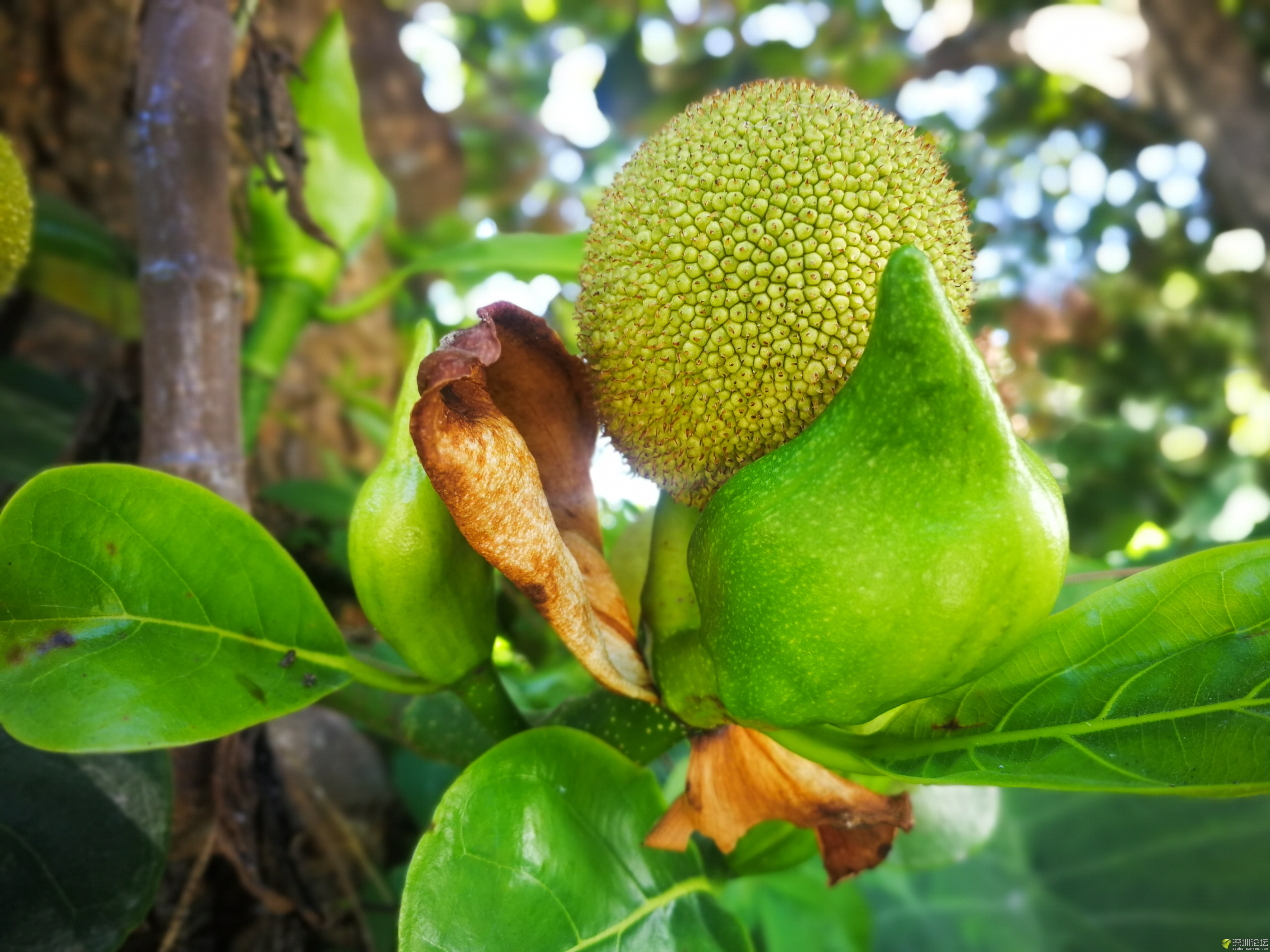 菠萝蜜快速种植方法,菠萝蜜高产种植技术