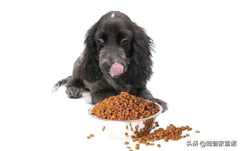 没经验养宠物,没经验可以养狗吗