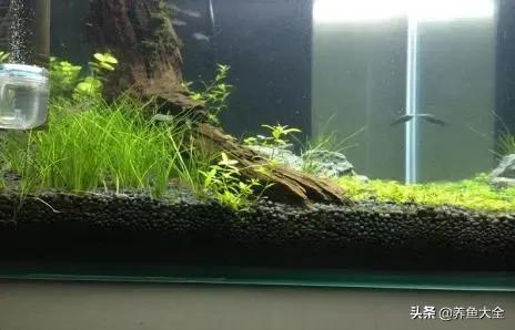 自制生态鱼缸循环系统,自制鱼缸底滤视频教程