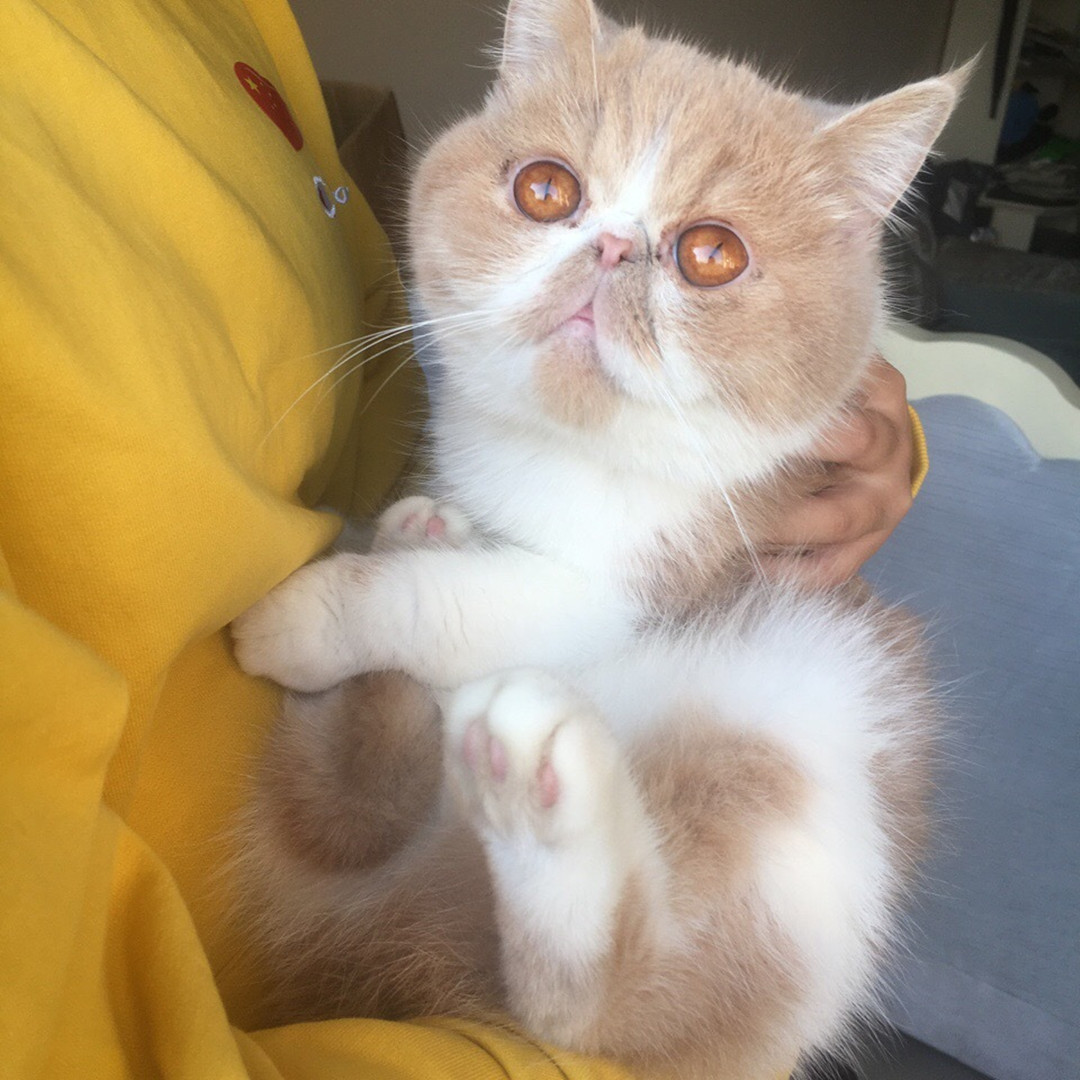 猫咪有个超有情商的铲屎官,猫咪智商测试果然豆丁智商最高