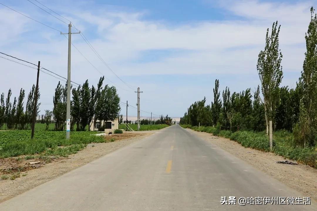 哈密市伊吾县淖毛湖镇,新疆淖毛湖晚熟哈密瓜