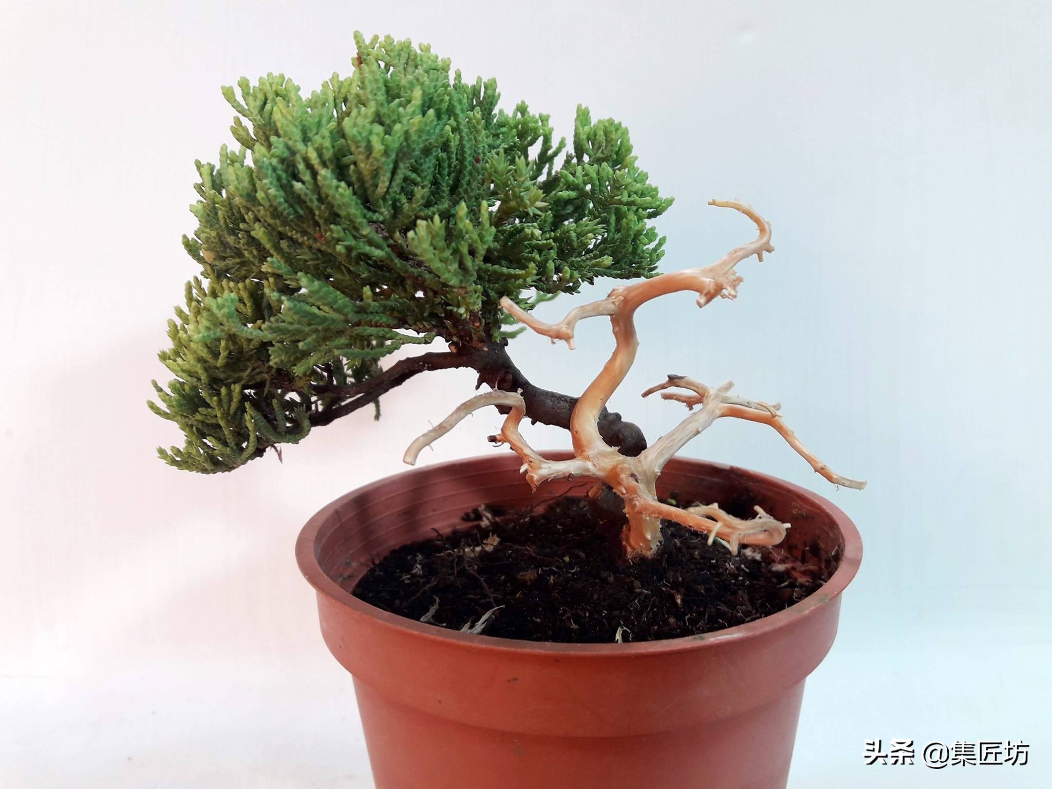 盆景腋枝造型图片,鹿角枝盆景造型图片