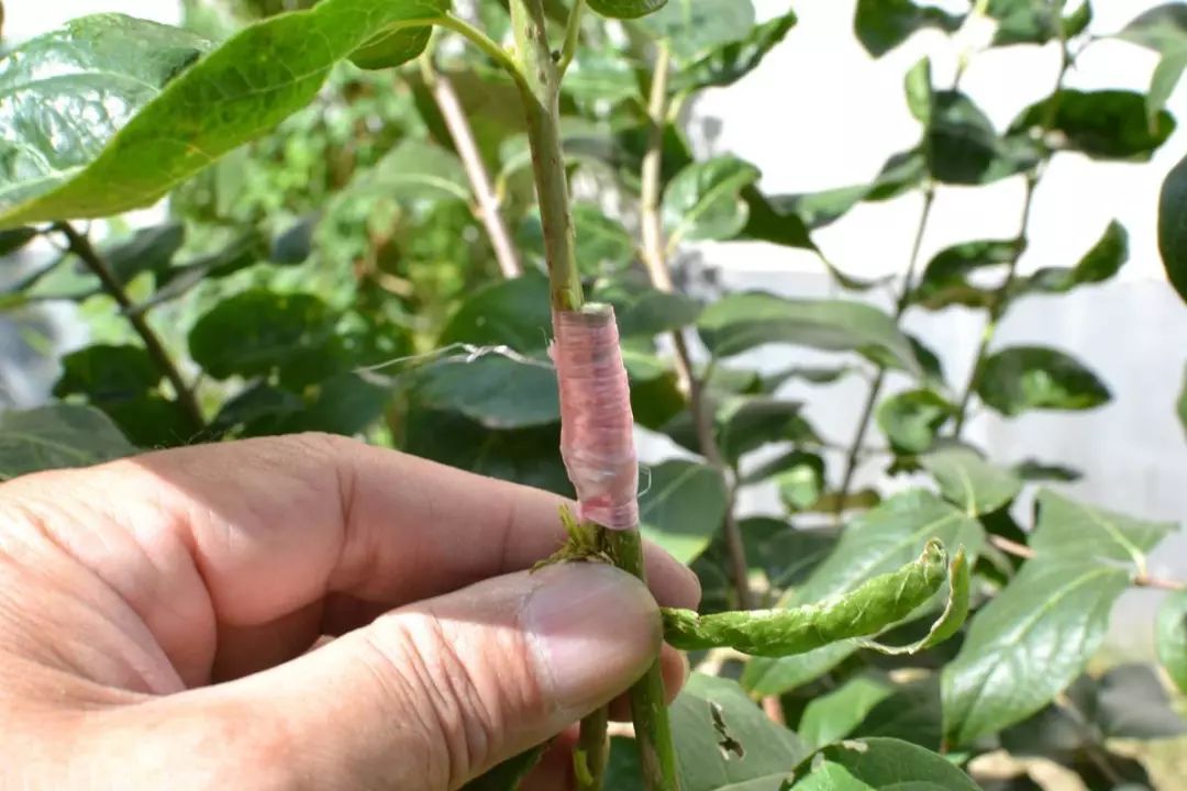 别把“嫁接”想得太苦太难，掌握6个窍门，它可是很好玩的活儿